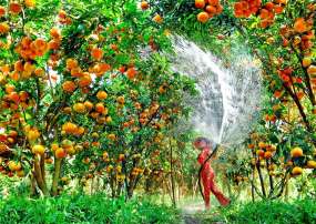 Tour Miền Tây - Bến Tre - Mỹ Tho - Cù Lao Thái Sơn - Chùa Vĩnh Trang 1 Ngày