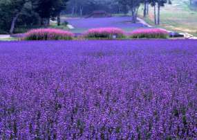 Tour Du Lịch Nhật Bản 5 Ngày 4 Đêm Mùa Hè (Bay Vietjet Air)