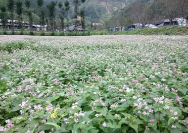 Du Lịch Hà Giang Mùa Tam Giác Mạch 3 Ngày 2 Đêm Từ Hà Nội