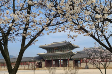 Tour Du Lịch Hàn Quốc Mùa Hoa Anh Đào 5N4Đ: Nami - Everland - Yeouido - Seoul