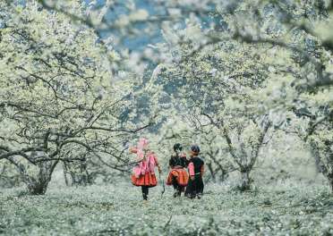 Tour Du Lịch Mộc Châu Mùa Hoa Mận 2 Ngày 1 Đêm