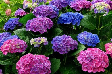 Tour du lịch Nhật Bản tháng 6 - Ngắm hoa Cẩm Tú Cầu đẹp rạng ngời
