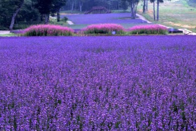 Du Lịch Nhật Bản Ngắm Hoa Lavender 5 Ngày 4 Đêm Từ Hà Nội